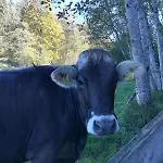 Vilstalsaege
